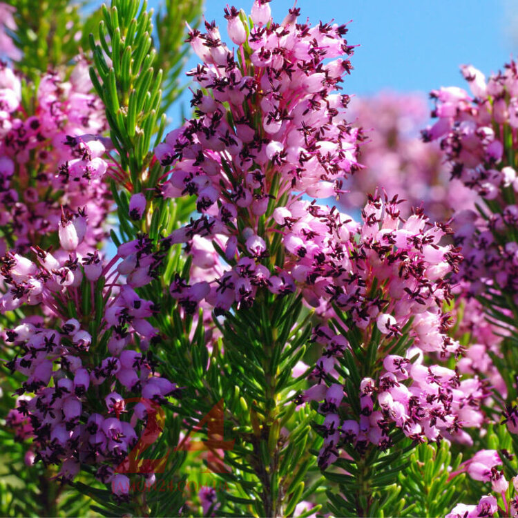 Мёд вересковый 200 г. с черным трюфелем