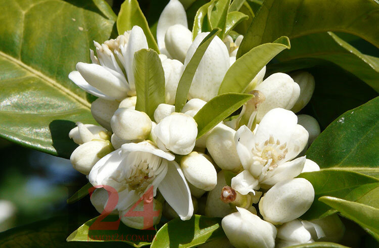 Мёд апельсиновый 300 г. с пыльцой, маточным молочком и прополисом Максимальная Энергия 1