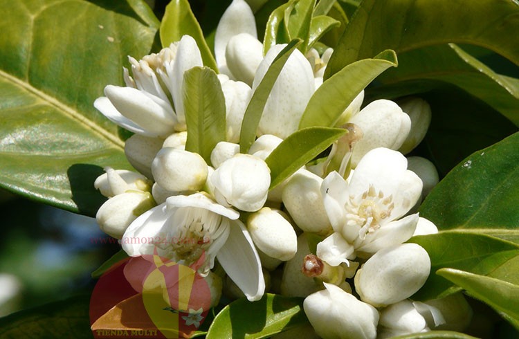 Апельсиновый, асаар, флёрдоранж мёд, Энрике, 500 гр