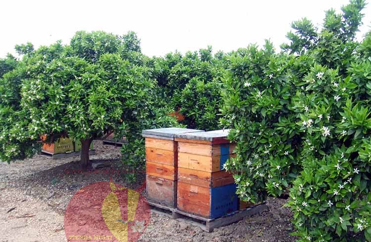 Апельсиновый, асаар, флёрдоранж мёд, Энрике Компани, 20 кг.