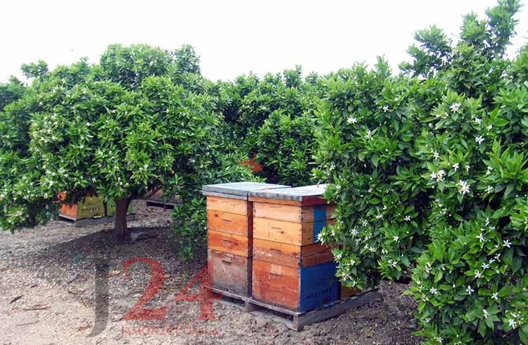 Апельсиновый, асаар, флёрдоранж мёд, Энрике, 1 кг. 